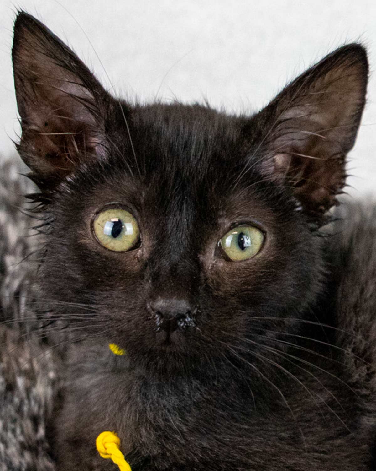 Caramel