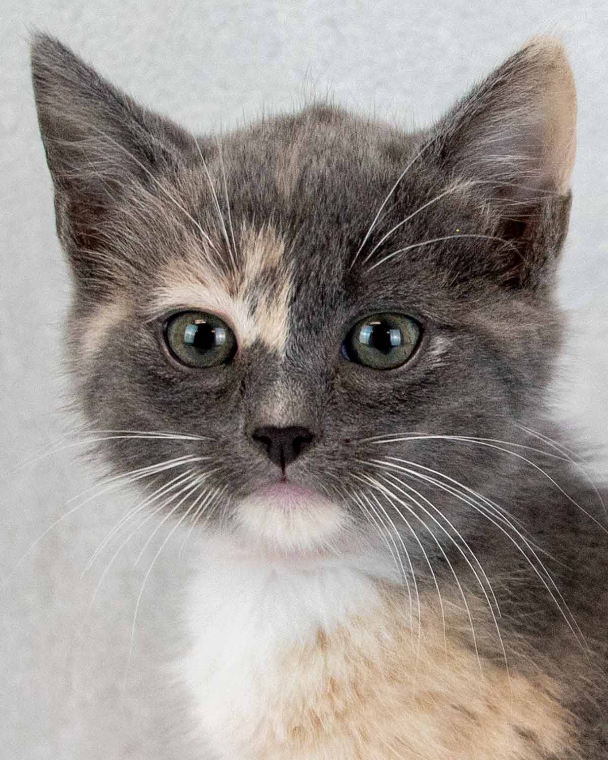 Chloe