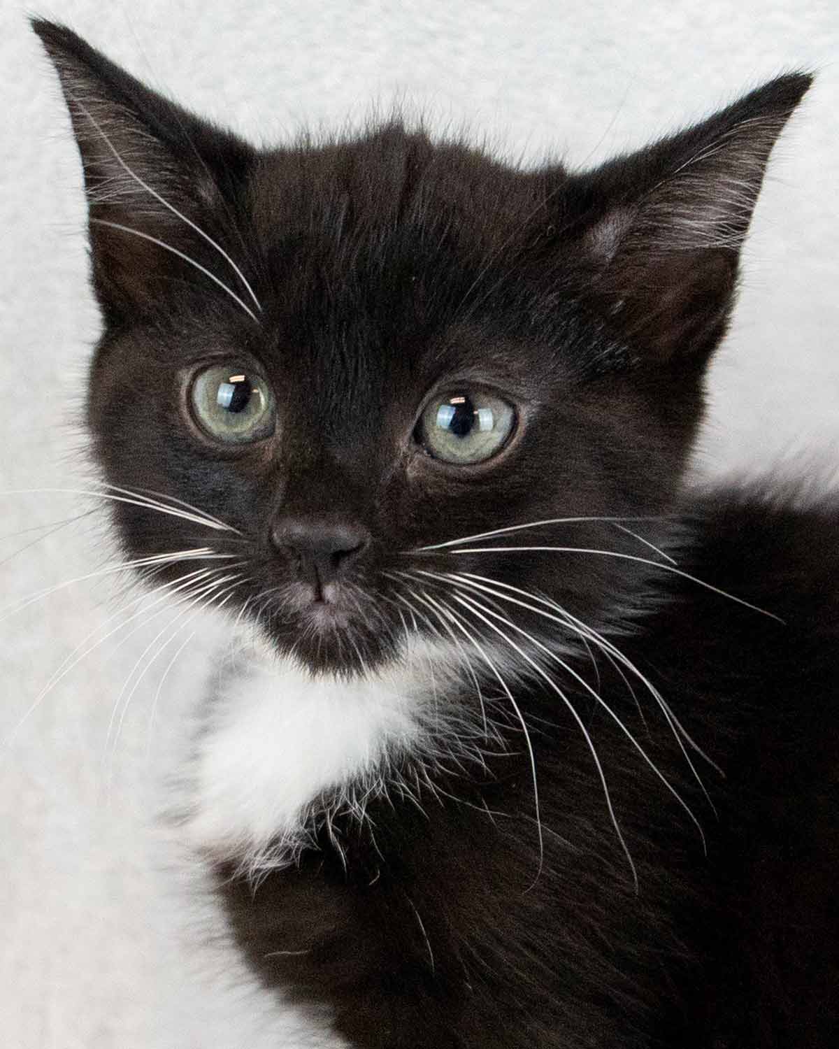 Coco